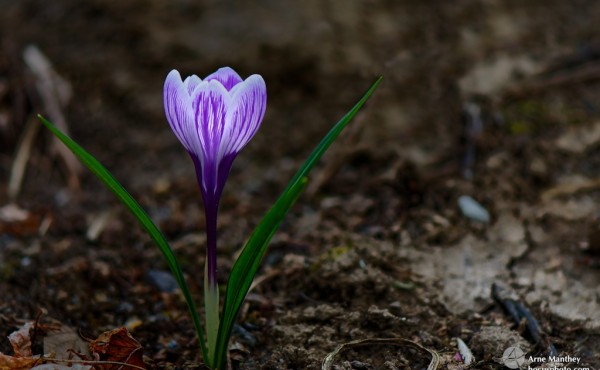 Blüten,Makro,Natur