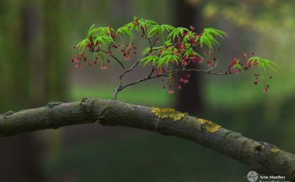 Baum,Natur